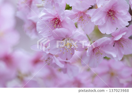Pink cherry blossom with drops of flowers close up 137023988