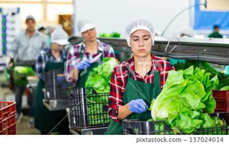 Woman sorting fresh lettuce in vegetable factory Woman sorting fresh lettuce in vegetable factory 137024014