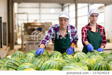 Women sorting watermelons during work day in vegetable factory Women sorting watermelons during work day in vegetable factory 137024019