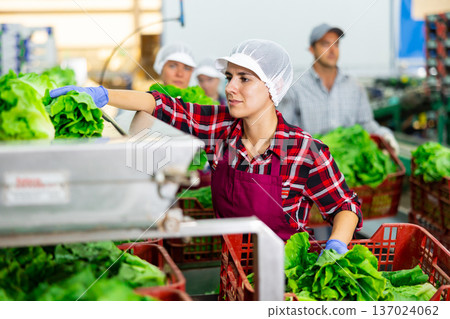 Hispanic female worker checking lettuce on conveyor belt of sorting line Hispanic female worker checking lettuce on conveyor belt of sorting line 137024062