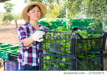 Female farmer arranging boxes of ripe peppers in a stack in backyard of a farm 137024075
