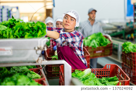 Woman sorting lettuce in agricultural facility Woman sorting lettuce in agricultural facility 137024092