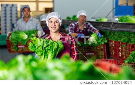 Portrait of positive woman vegetable factory worker with lettuce Portrait of positive woman vegetable factory worker with lettuce 137024094