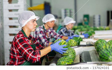Woman sorting fresh watermelons in factory Woman sorting fresh watermelons in factory 137024101
