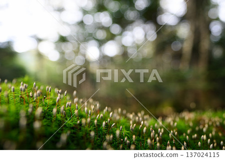 Lush moss: the macro world Lush moss: the macro world 137024115