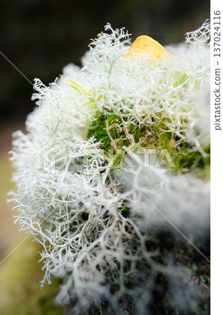 Lichen landscape: Macro world Lichen landscape: Macro world 137024116