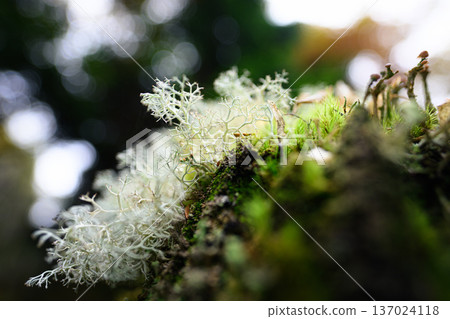 地衣景觀：微觀世界 137024118