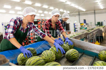 Team of female workers sort watermelons together and send them to a vegetable factory conveyor belt Team of female workers sort watermelons together and send them to a vegetable factory conveyor belt 137024168