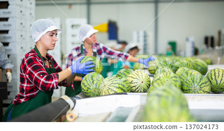 Women working in vegetable processing factory, controlling process of peeling and washing of ripe watermelons on conveyor belt of sorting production line Women working in vegetable processing factory, controlling process of peeling and washing of ripe watermelons on conveyor belt of sorting production line 137024173