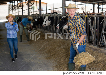 Group of proffesional farmers working on dairy farm 137024200