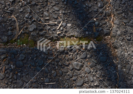 Moss between the asphalt 137024311