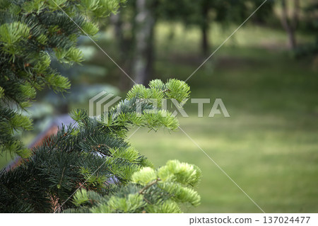 Close-up of vibrant green fir tree branches with soft bokeh background in nature 137024477