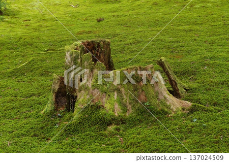 白山平泉寺的苔蘚區 白山平泉寺的苔蘚區 137024509