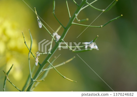 Rape blossoms that have finished blooming 137024682