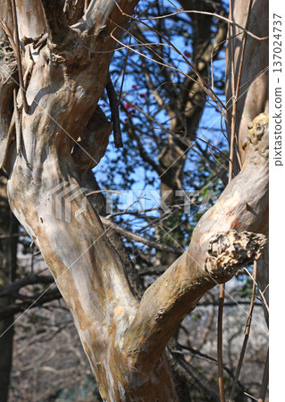 The bark of a crape myrtle trunk The bark of a crape myrtle trunk 137024737