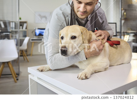 Veterinarian using stethoscope to examine labrador dog on clinic table, healthcare Veterinarian using stethoscope to examine labrador dog on clinic table, healthcare 137024812