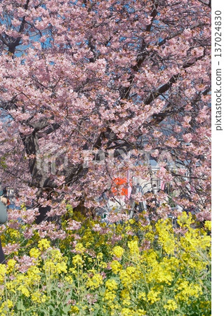 櫻花盛開，油菜花盛開 137024830
