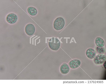 Photograph of yeast observed using the oil immersion method 137024985