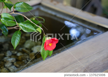山茶花漂浮山茶花 山茶花漂浮山茶花 137025006