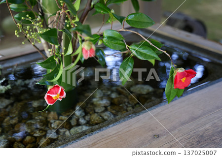 山茶花漂浮山茶花 137025007