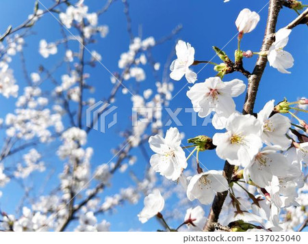 Close-up of blooming cherry blossoms 137025040