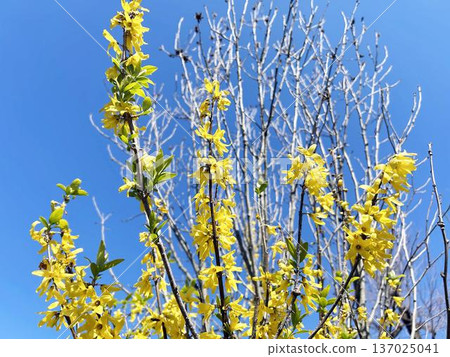 Forsythia basking in the sunshine and blue sky 137025041