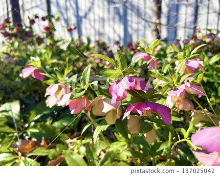 Lenten roses basking in the sunshine in a flower bed Lenten roses basking in the sunshine in a flower bed 137025042