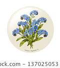 Forget-me-not illustration material 137025053