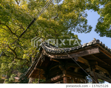 Sunlight filtering through the trees: soft light shining onto the traditional tiled roof 137025126