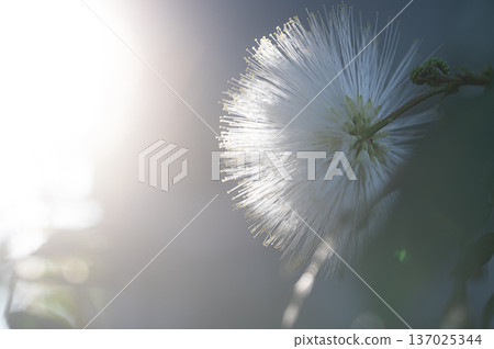 White Calliandra flowers garden scenery 137025344