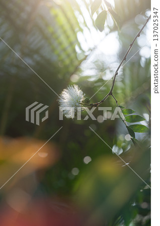 White Calliandra flowers garden scenery 137025347