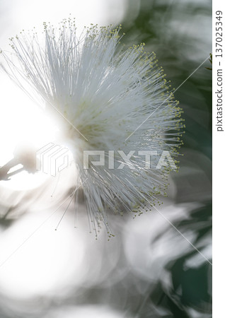 White Calliandra flowers garden scenery White Calliandra flowers garden scenery 137025349