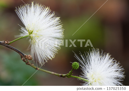 White Calliandra flowers garden scenery White Calliandra flowers garden scenery 137025350
