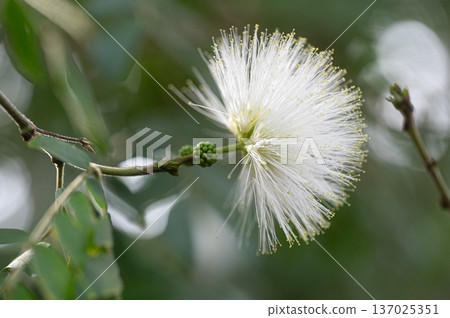 White Calliandra flowers garden scenery 137025351