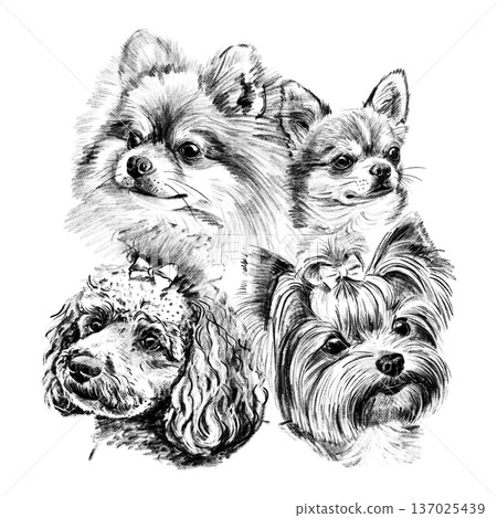 Hand drawn black and white illustration of toy dog breeds including Pomeranian, Chihuahua, Poodle and Yorkshire Terrier. Detailed realistic sketch portraits isolated on white background. High quality Hand drawn black and white illustration of toy dog breeds including Pomeranian, Chihuahua, Poodle and Yorkshire Terrier. Detailed realistic sketch portraits isolated on white background. High quality 137025439