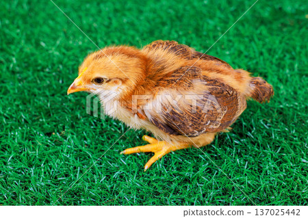 Small chick moves softly across vibrant green grass on farm 137025442