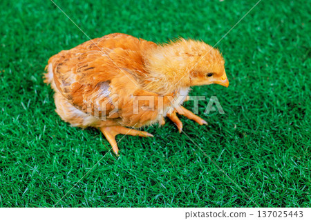 Small brown chick explores grass on farm under bright sun during day. 137025443