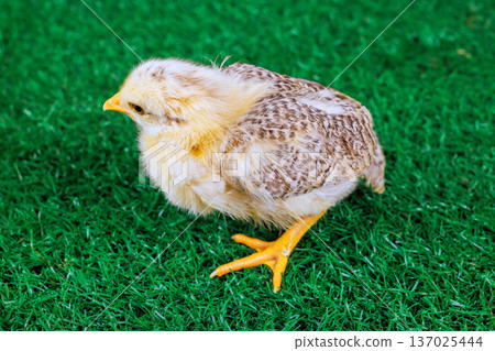 Chick moves on green grass under sunlight in natural setting. Chick moves on green grass under sunlight in natural setting. 137025444