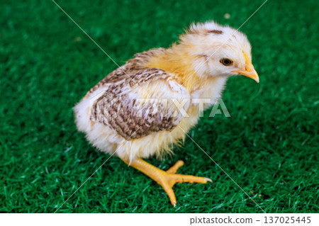 Young chick explores its surroundings while standing on green grass under bright sunlight Young chick explores its surroundings while standing on green grass under bright sunlight 137025445