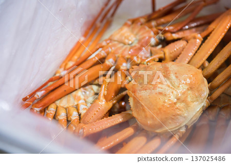 裝在泡沫塑膠容器裡的雪蟹-直接來自養殖場的圖片 裝在泡沫塑膠容器裡的雪蟹-直接來自養殖場的圖片 137025486