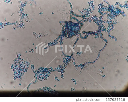 Microscopic image of rapidly growing mold spores Microscopic image of rapidly growing mold spores 137025516