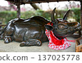 Spring in Kyoto "Kitano Tenmangu Shrine" Red plum blossoms and a cow wearing a red bib 137025778