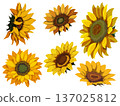 seamless pattern with yellow sunflowers 137025812