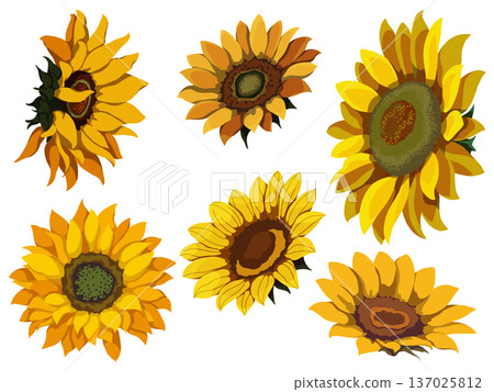 seamless pattern with yellow sunflowers 137025812