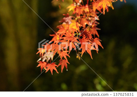 楓葉色紅色 楓葉色紅色 137025831