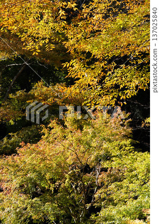 Maple leaf colored red Maple leaf colored red 137025840