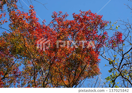 Maple leaf colored red 137025842