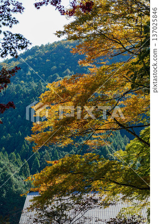 Maple leaf colored red Maple leaf colored red 137025846