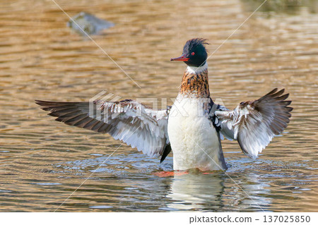 一隻雄性海秋沙鴨展開翅膀 137025850