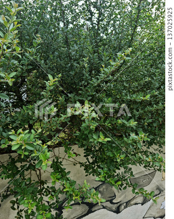 Pyracantha growing over a fence. 137025925